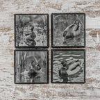 Set of slate coasters with mallard ducks in nature