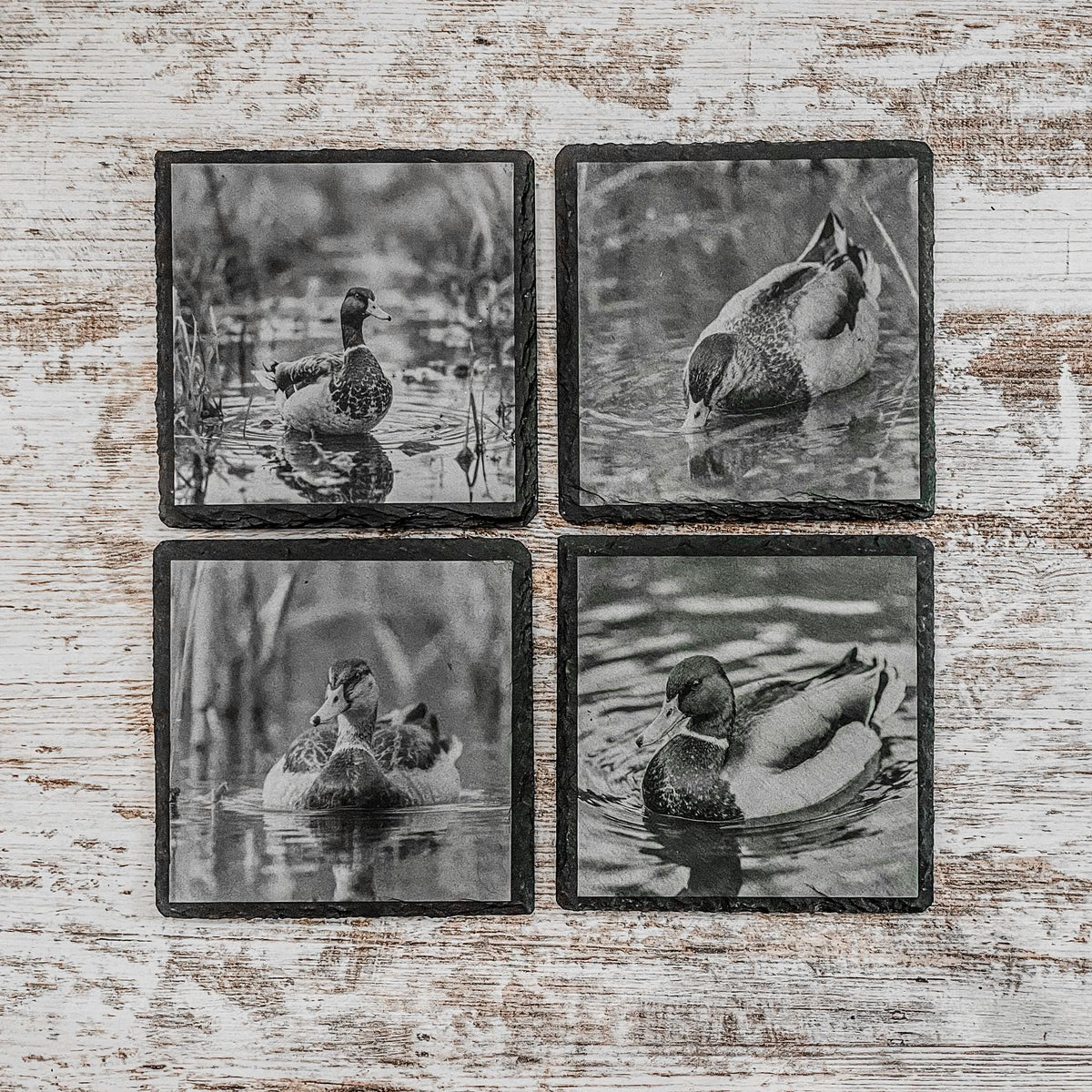 Set of slate coasters with mallard ducks in nature