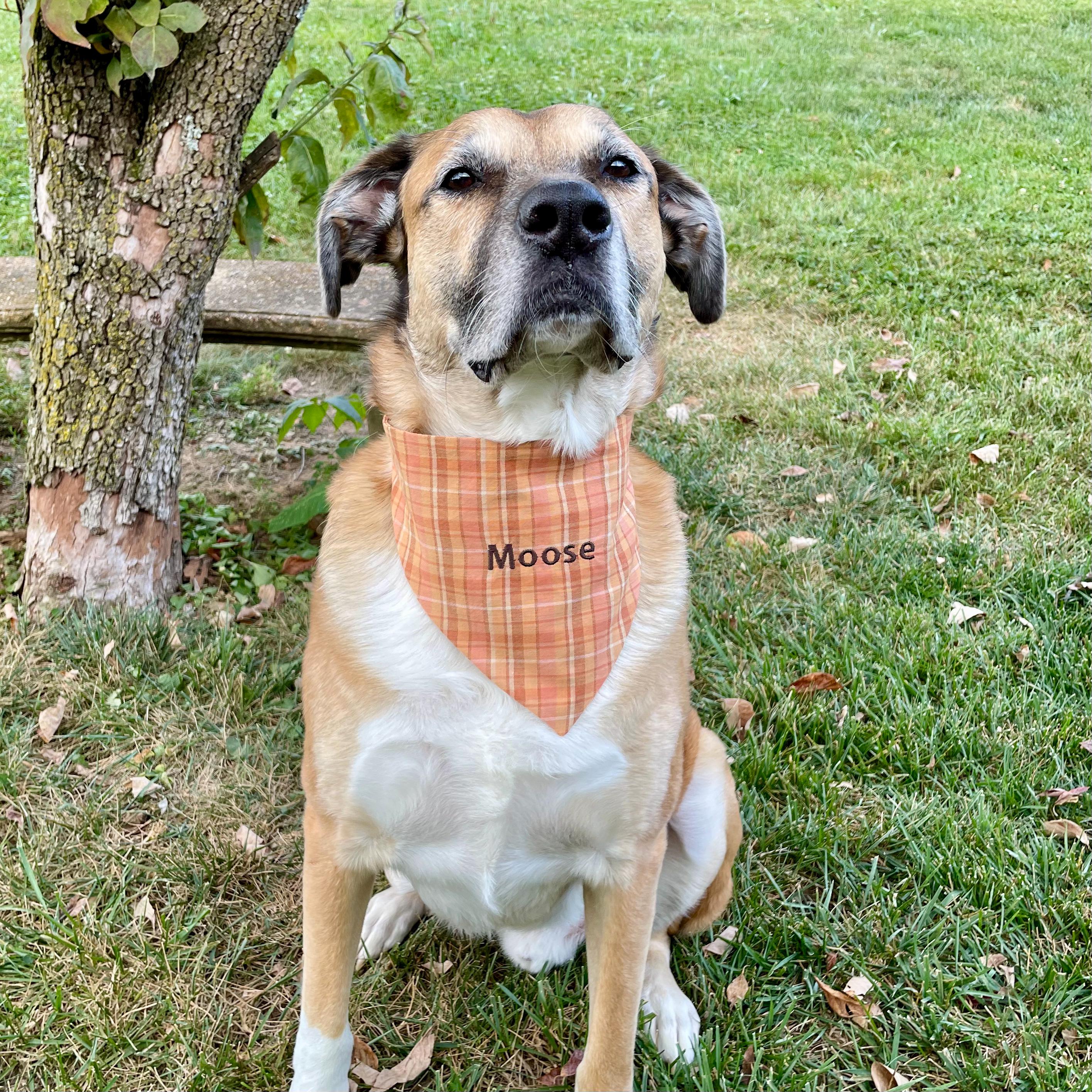 Personalized Dog Bandana, Orange Plaid Scrunchie Bandana with Embroidered Name, Slip-On Autumn Dog Accessory