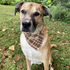 May include: A tan and white dog with dark ears and a black muzzle wearing a tan, brown, and black plaid bandana. The bandana features the name Mikey embroidered in white cursive script across the center of the fabric in a triangular shape.