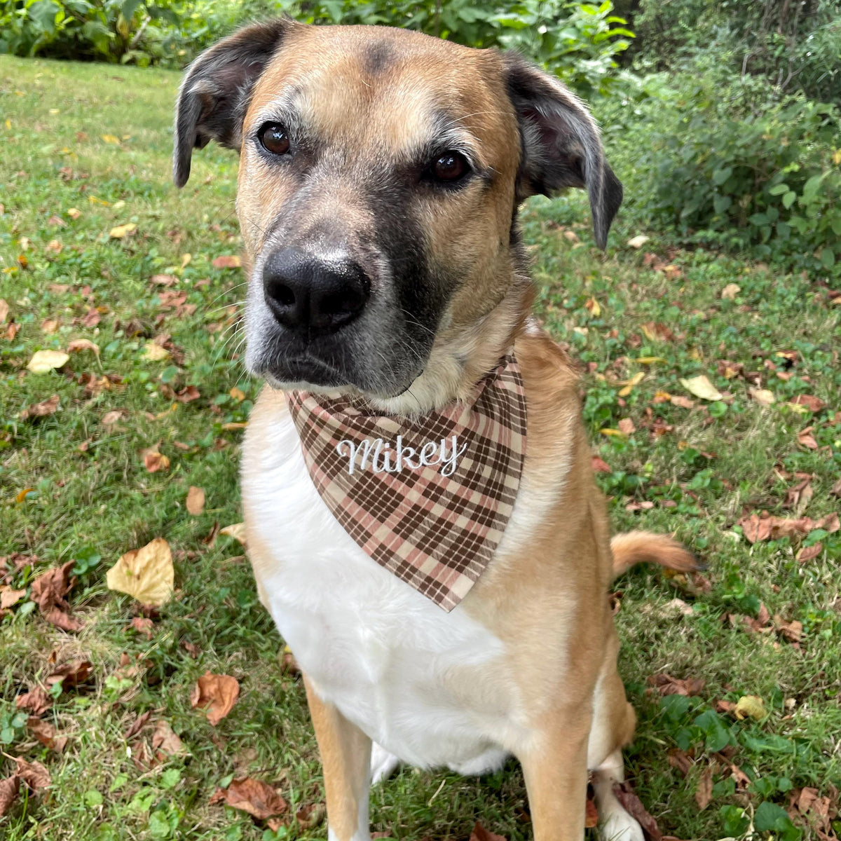 May include: A tan and white dog with dark ears and a black muzzle wearing a tan, brown, and black plaid bandana. The bandana features the name Mikey embroidered in white cursive script across the center of the fabric in a triangular shape.