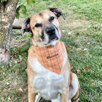Personalized Dog Bandana, Orange Plaid Scrunchie Bandana with Embroidered Name, Slip-On Autumn Dog Accessory