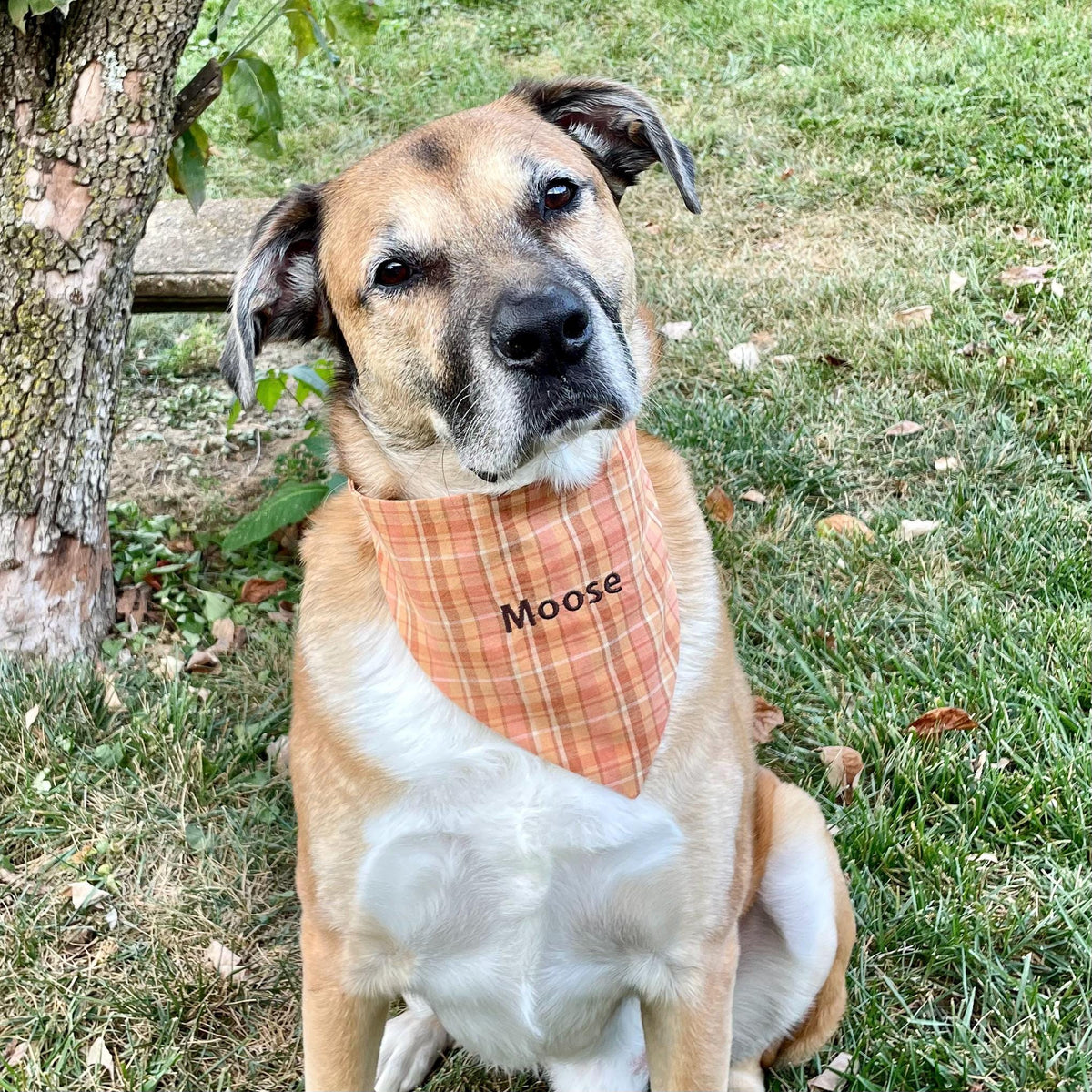 Personalized Dog Bandana, Orange Plaid Scrunchie Bandana with Embroidered Name, Slip-On Autumn Dog Accessory