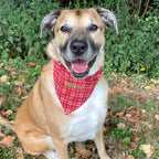 Personalized Red Plaid Dog Bandana with Custom Embroidery and a Scrunchie Neck