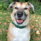 Personalized Green Plaid Dog Bandana with Custom Embroidery and a Scrunchie Neck