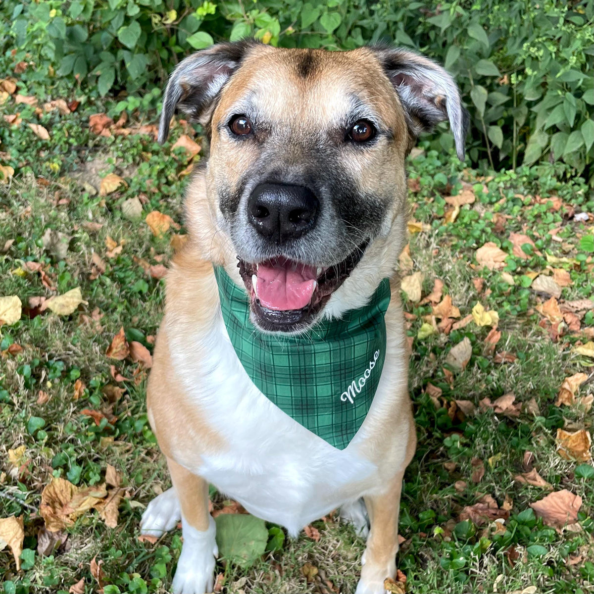 Personalized Green Plaid Dog Bandana with Custom Embroidery and a Scrunchie Neck